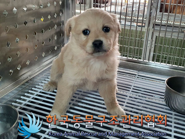보호중 믹스견의 가…